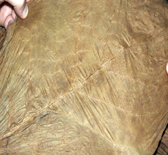 Ecuador Sumatra Leaf